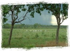 cows walking before the storm