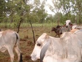 afterintensivegrazing.jpg